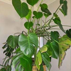 Monsteria Deliciosa Cuttings